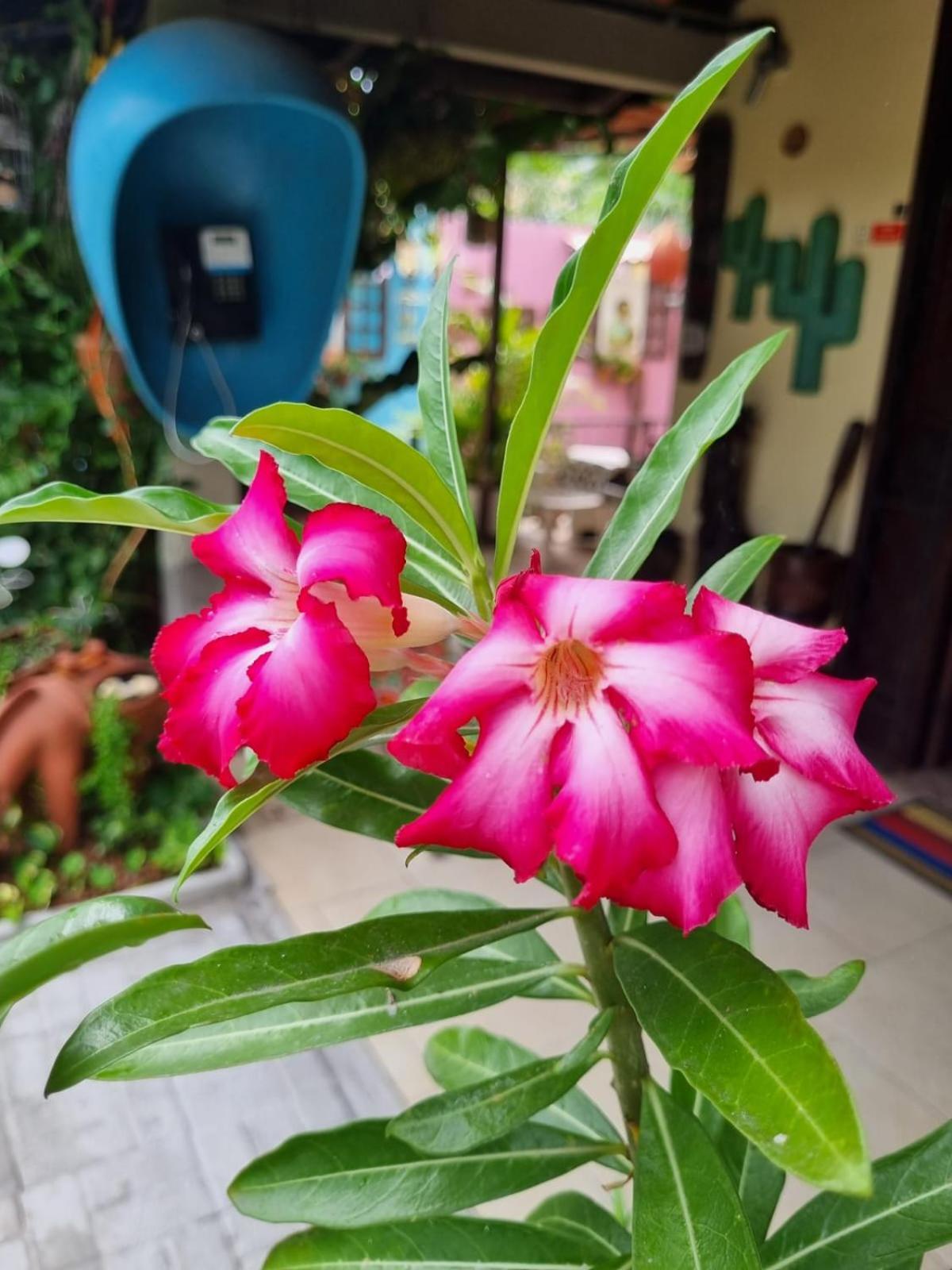 Inn Casa Da Lucinha Fortaleza (Ceara)